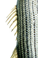 STRIPED BASS for GALLERY