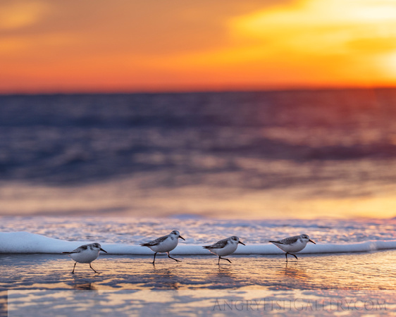 Sunrise Sanderlings