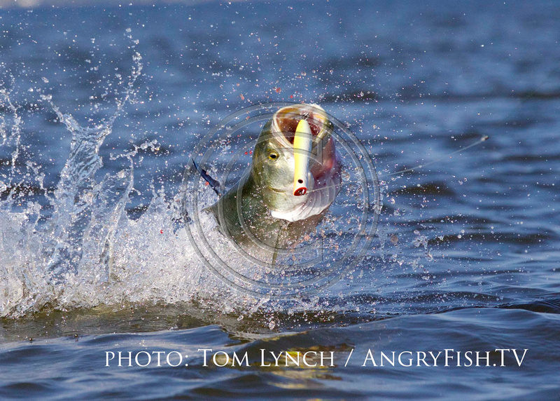 Fishing tools Archives - The Angry Fish