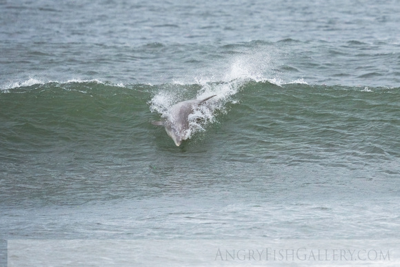 Dolphin surfing at IBSP