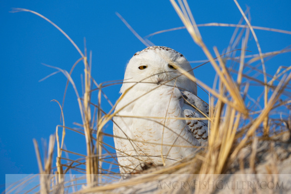 Snowy Owl - IBSP